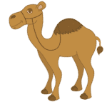 Camel