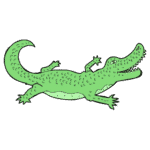 Alligator