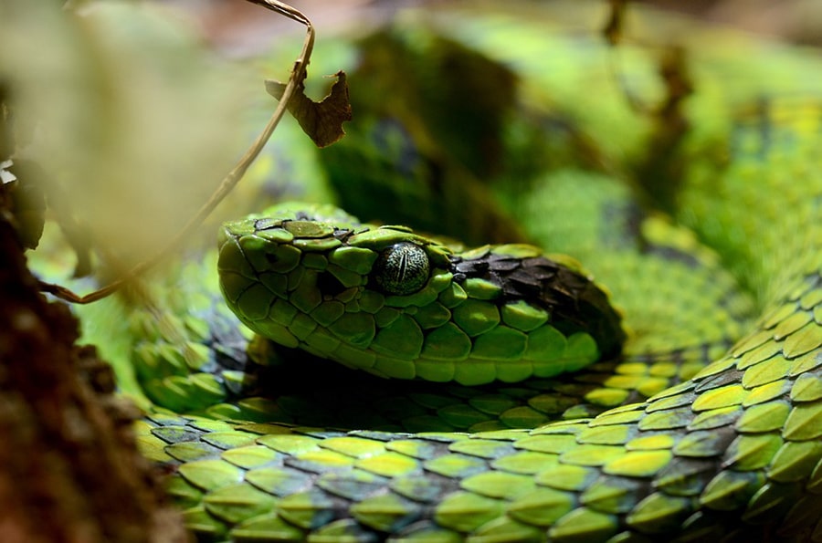 Mơ về con rắn xanh đuổi theo bạn